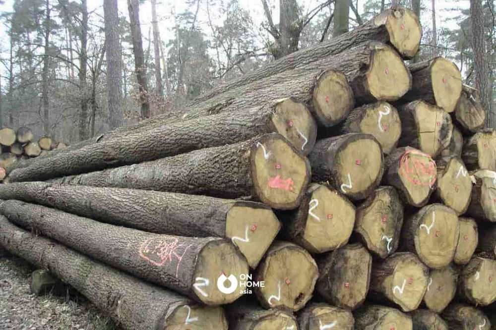 Đặc điểm nhận dạng của gỗ Tần Bì